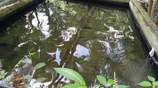Backyard Giant Tilapia (No Filter, No Aerator) Water Drip System || Fish Hobbyist