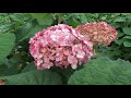 INCREDIBALL™ BLUSH HYDRANGEA | www.gardencrossings.com