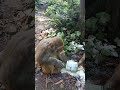 The puzzling, funny and hilarious Behaviors of Monkeys. Top funny monkeys videos #332