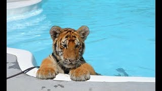Cutest Baby Tiger Videos That You Have To See - Cute Baby Animals