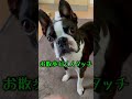 お散歩に喜ぶイッヌ ショート ショート動画 youtubeshorts 犬 犬のいる暮らし jojo ボストンテリア 犬動画 イッヌ お散歩 喜ぶ 可愛い 可愛い犬