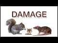 rodent damage and disease the damage and disease of rats u0026 mice