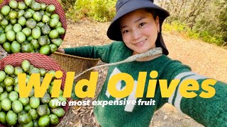 The world's most expensive olive is growing freely in the wild | Alan Shatsang