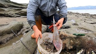 大熊去秘密基地海岛赶海，海货捡不停，捡破网遇到牛尾鱼直接爆桶