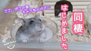 【同棲を始めたハムスター】ここ、ボクの家ちゃうねんけど…