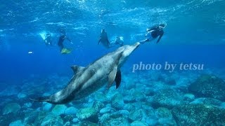 Gopro 御蔵島ドルフィンスイム mikura island　Overnight-stay two days Travel