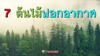 7 ต้นไม้ฟอกอากาศ ไม้มงคล เพิ่มออกซิเจน ดูดสารพิษ ดักจับฝุ่น  ชั่วโมงนี้ต้องหามาปลูก