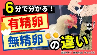 【仰天】スーパーで売っているのは○○卵！有精卵と無精卵の違いについて