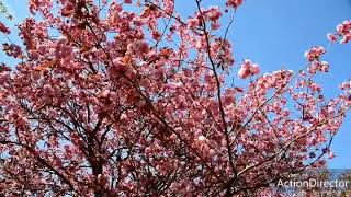 石崎地主海神社 八重桜 【1分】2019/5/14