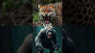 Big Cats vs Great Apes (Gorilla, Panther, Tiger)