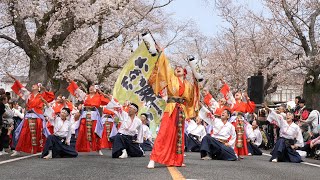 さぬき舞人『源平花語り』 📍富岡町 夜の森桜まつり (桜並木会場/1回目) 2024-04-07T11:30