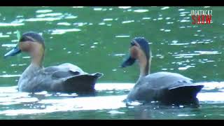 Endemic Bird of the Philippines: PHILIPPINE DUCK ( Anas luzonica)