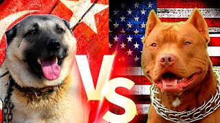 Pitbull VS Kangal - Turkish Kangal VS American Pitbull Terrier Comparison - ENIK