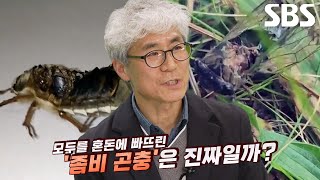 몸 반파된 상태에서 살아 움직이는 ‘좀비 매미’의 정체※