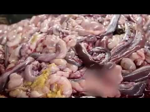 [VIDEO]~NGERI...Budak Potong Ular Utk Makanan Eksotik Asia~