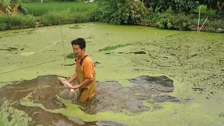 魚塘一夜之間，魚缺氧出現大量死亡，太可惜了