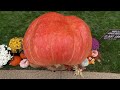 2 551 pound giant pumpkin sets new record