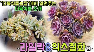 다육식물농장에서 소개해주는 다육식물 라일락 \u0026 익스철화 - Succulent Plant Introduction from Succulent Plantation