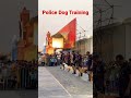 പോലീസ് നായകളേ പരിശീലിക്കുന്നത് കാണാം police dog training