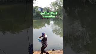 💥ตกปลาคลองธรรมชาติ 🌳คลองเปรมประชากร #จุดนี้ปลามีไซส์🎣