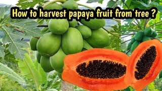 How to harvest papaya fruit from tree ?