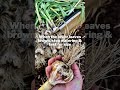 how u0026 when to harvest garlic