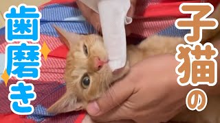 【保護猫茶トラ】初めて歯磨きをした猫の反応が…笑【歯磨き用指サック】