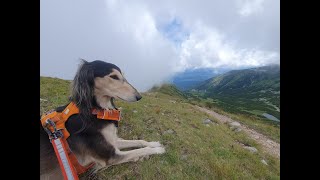 Bystra - Z Chartem Perskim Saluki w Tatrach Zachodnich