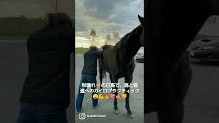 動物へのカイロプラクティック👐動物達も身体快適に使えると良いね～😆👍自分本来の力を解放し豊かに生きる術です‼️