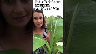 Mealybug on banana trees: symptoms and struggles #nature #gardening #garden #insects #pest