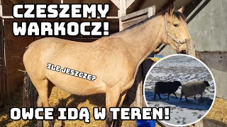 OGARNIAM ELCIE /  OWCE IDĄ W TEREN / GALOP PO ŚCIERNISKU