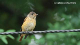 Ferruginous Flycatcher