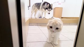 寂しくてゴミ出しについてきちゃった子猫とハスキー犬がこちら...