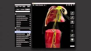 Shoulder Anatomy Animation(어깨 해부동영상)