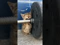 little kitten is exhausted shorts heartwarming