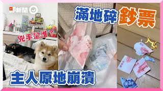 Shiba bite money all around, when owner went home saw it was being crazy #Shorts