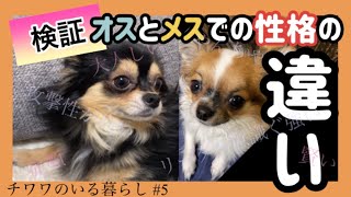 チワワのオスとメスでの性格の違いを検証してみた【チワワのいる暮らし #5】