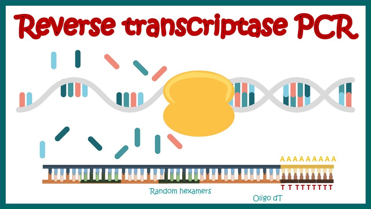 Reverse Transcriptase PCR (RT PCR) | What Are The Applications Of RT ...