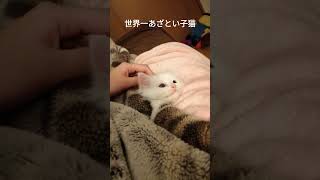 世界一あざとい子猫