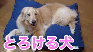 犬用のヨギボーを貰ってダメ犬になるゴールデンレトリバー！緩和治療を始めました。【メイプル闘病記#10】