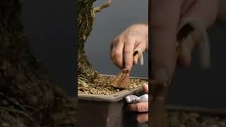 Reviving an old wild olive bonsai tree #terryerasmusbonsai #bonsai #bonsaitree #gardening