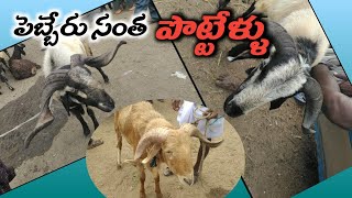 పెబ్బేరు సంత పొట్టేళ్ళు తేది :12-10-2024 @ANJIVisionHUMANITY