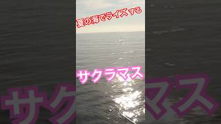 真夏の海に躍る海サクラ　#shots  #fishing