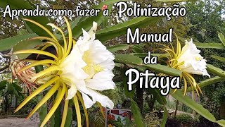 PITAYA - APRENDA COMO FAZER A POLINIZAÇÃO MANUAL é fácil e simples de fazer