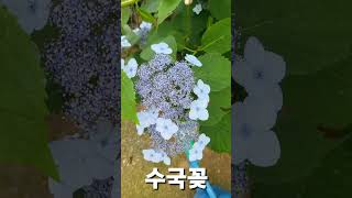 #수국 #늘솔펜션 #야생화