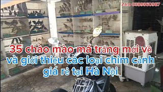 22/08_35 chào mào tuyển VIP mới về và giới thiệu các loại chim cảnh giá rẻ tại Hà Nội 0389860987