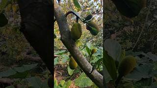 Green Jackfruit || গাছ পাঁঠা #shorts