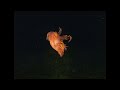 swimming giant nudibranch