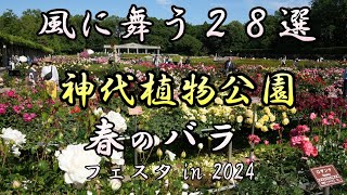 神代植物公園　春のバラフェスタ　風に舞う２８選