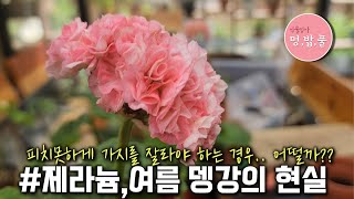 제라늄, 여름뎅강의 현실 #여름가지치기